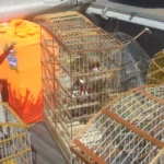 28 PÁSSAROS SÃO APREENDIDOS NA FEIRA DO ENTRONCAMENTO PELA MANHÃ DO DOMINGO EM DIAS D’ÁVILA